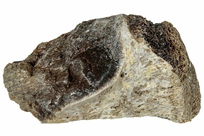 Fossil Tyrannosaur (T rex) Bone Section - Wyoming #309988